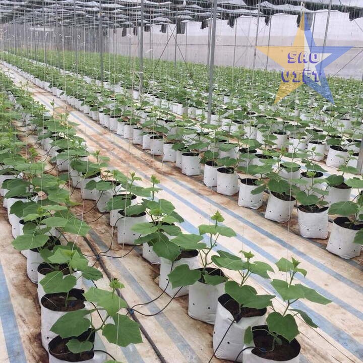 tui-vai-trong-cay-010