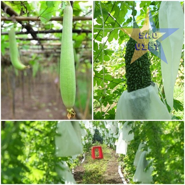 tui-vao-khong-det-boc-trai-cay-06