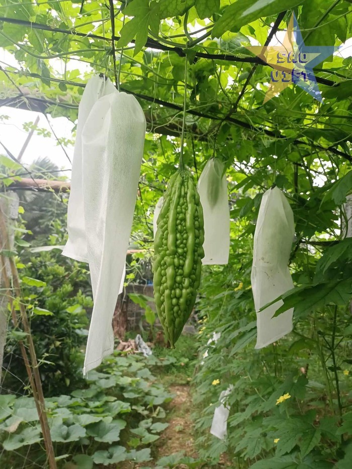 tui-vao-khong-det-boc-trai-cay-07