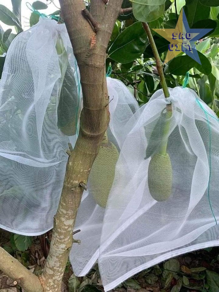 Bọc làm sao cho kín quả mít