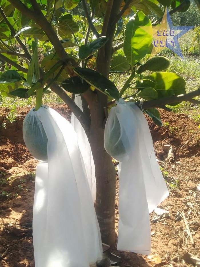 Túi vải bọc mít vải không dệt