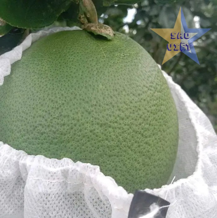 Túi vải bọc mít